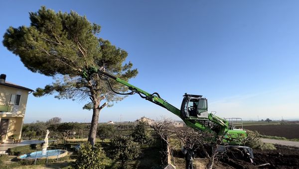 Baumfällung_SENNEBOGEN 718_Fällbagger in Italien Baumfällung_SENNEBOGEN 718_Fällbagger in Italien